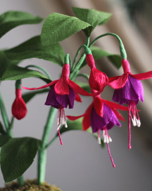Forever Fuchisa